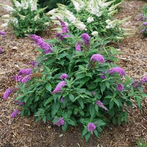 Butterfly Bush, 'Pugster Periwinkle' (Buddleia)