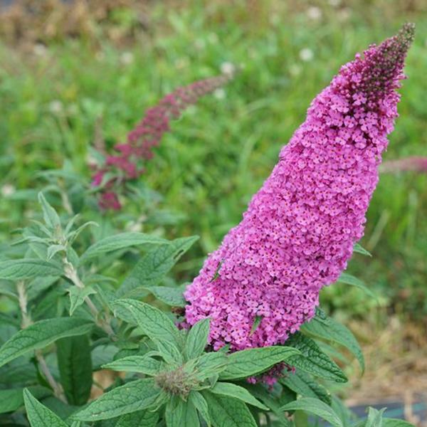 Butterfly Bush, 'Pugster Pinker' (Buddleia)