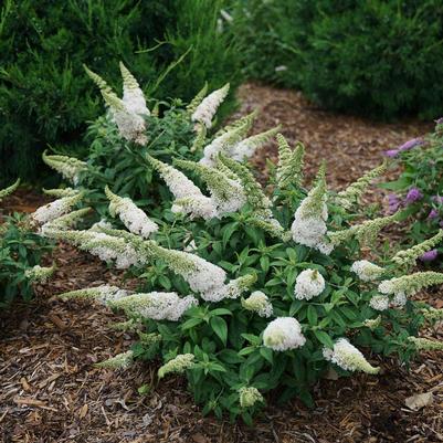 Butterfly Bush, 'Pugster White' (Buddleia)