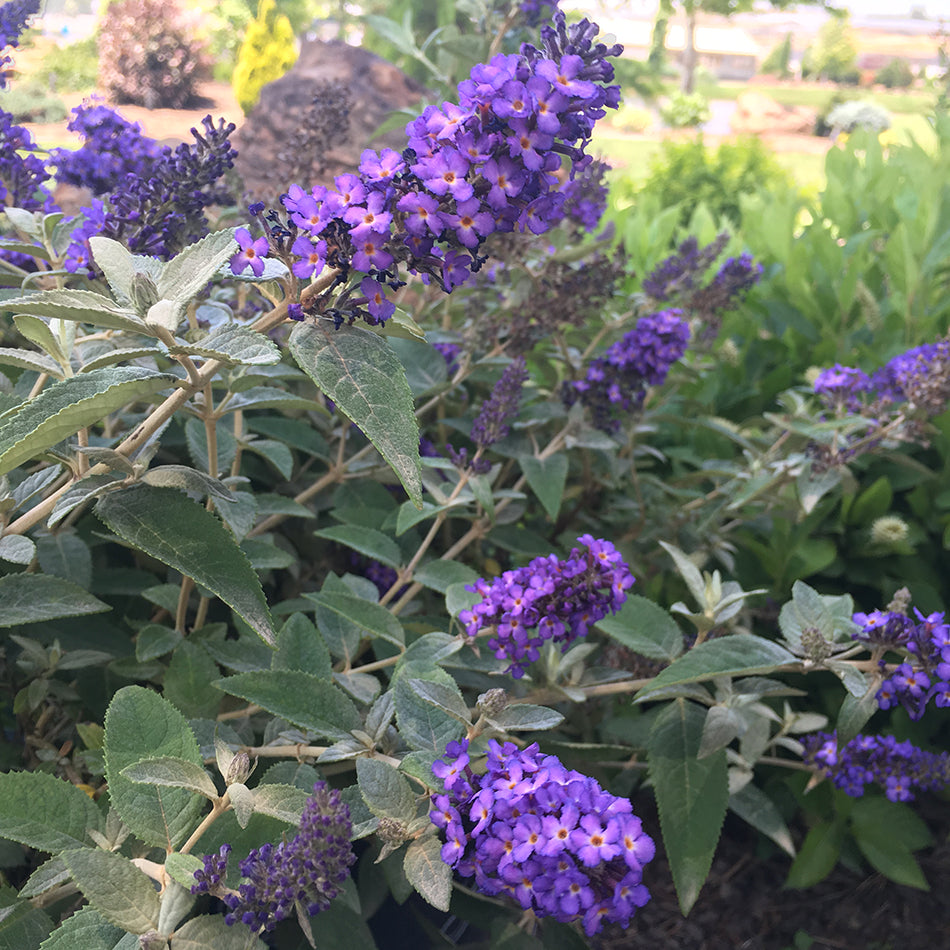 Butterfly Bush, 'True Blue' (Buddleia)