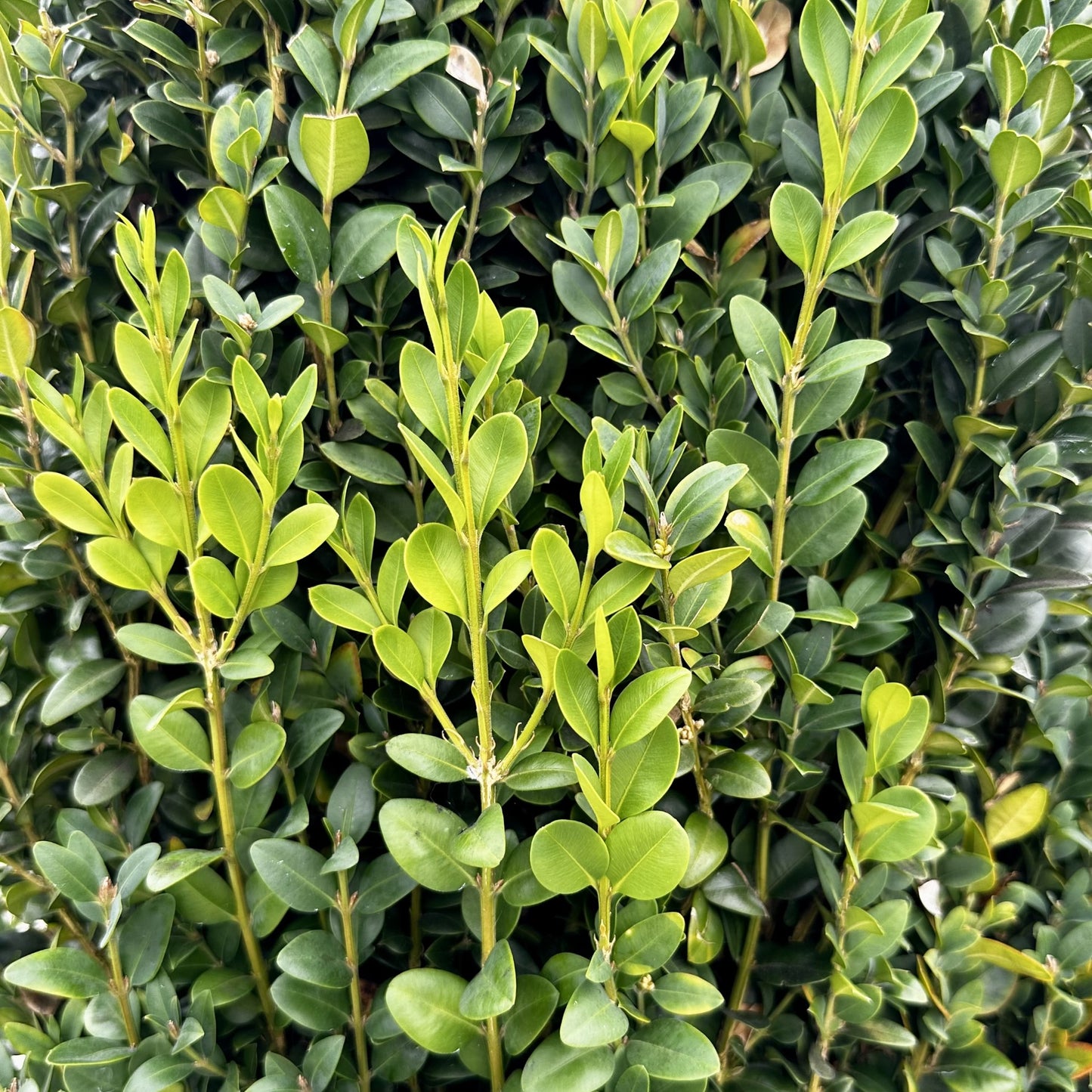 Boxwood, English / Common Columnar 'Dee Runk' (Buxus) Spiral