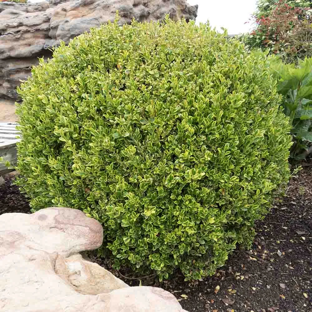 Boxwood, Japanese Variegated 'Golden Triumph' (Buxus) Globe