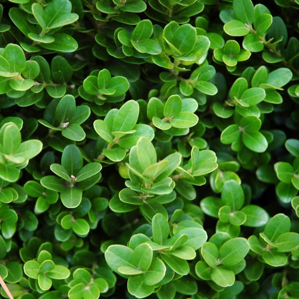 Boxwood, English True Dwarf 'Suffruticosa' (Buxus) Globe