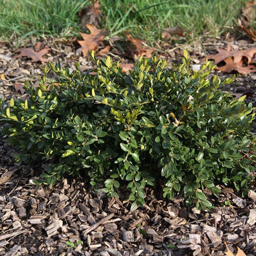 Boxwood, Hybrid 'Flat-tery' (Buxus) Globe