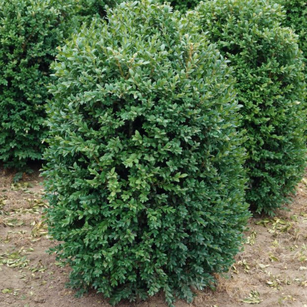 Boxwood, English / Common 'Newport Blue' (Buxus) Pyramidal