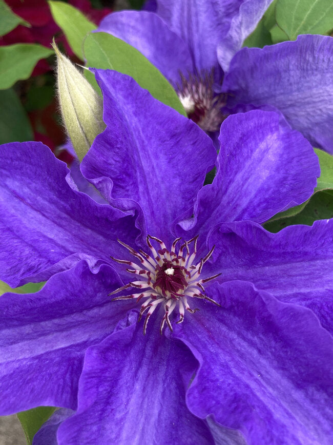 Vine, Clematis Boulevard Compact Patio 'Lindsay' (Clematis)
