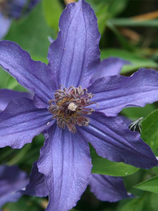 Clematis, Bush 'Sapphire Indigo' (Clematis)