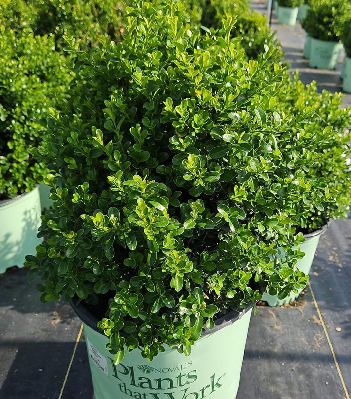 Boxwood, Hybrid 'Cranberry Creek' (Buxus) Pyramidal