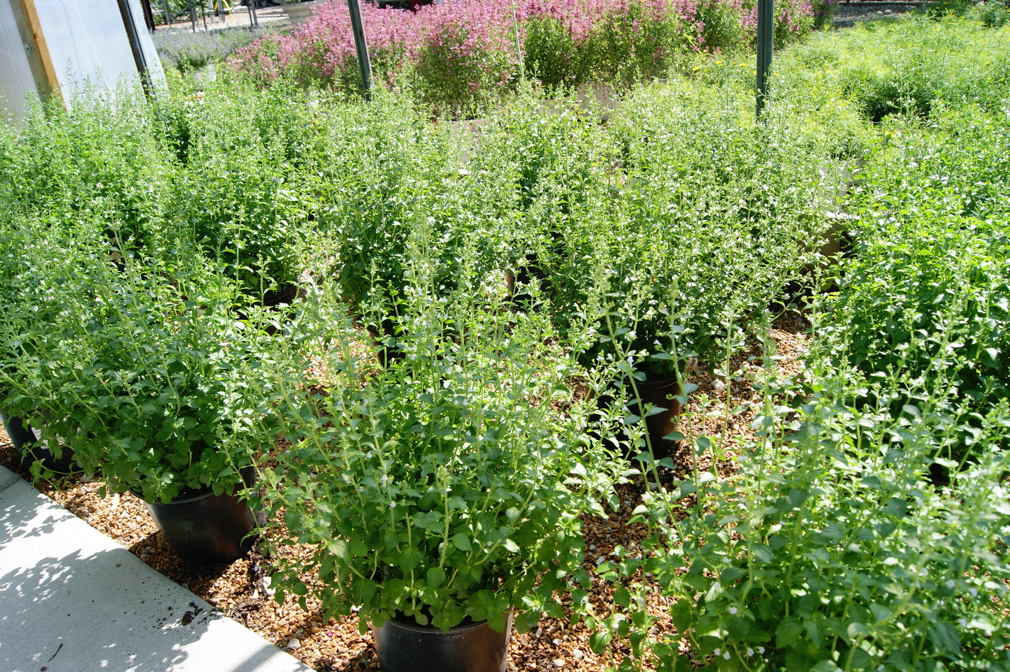 Calamint, Lesser (Calamintha)
