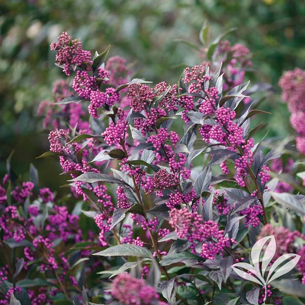 Beautyberry 'Pearl Glam' (Callicarpa)