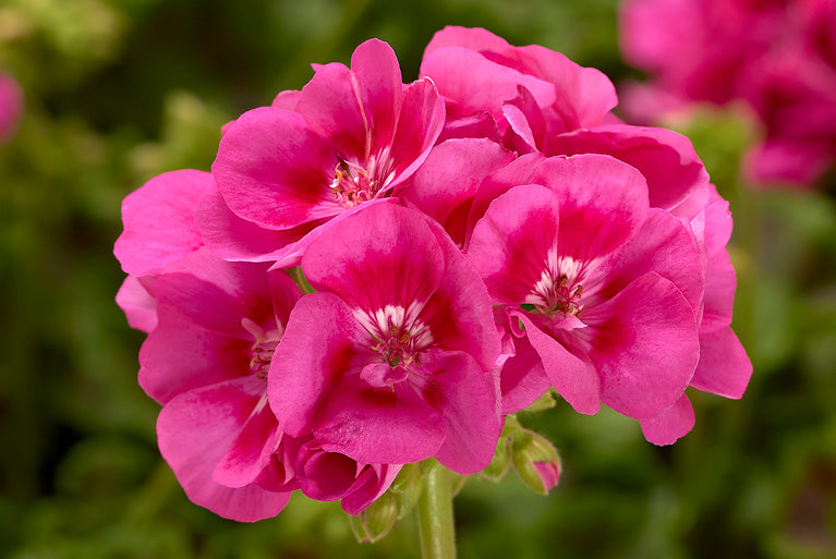 Geranium, Calliope (Pelargonium)