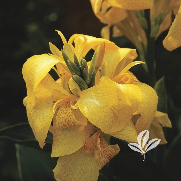 Indian Shot / African Arrowroot 'Cannova Yellow' (Canna)