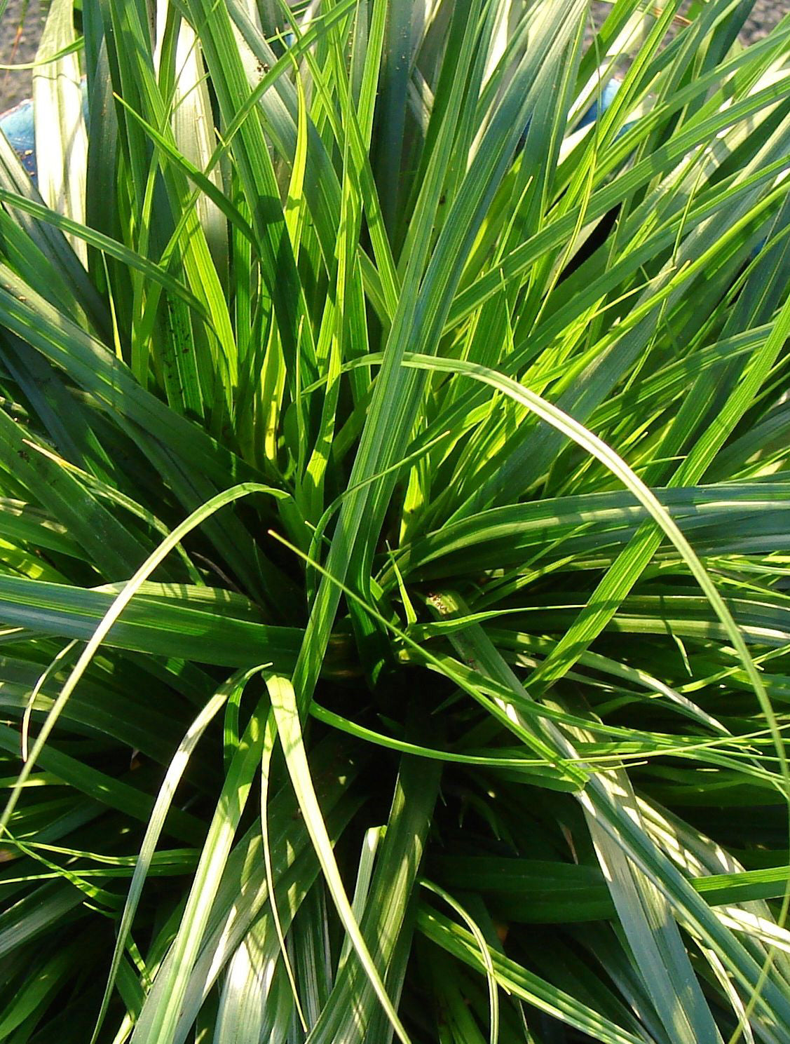 Sedge, Japanese Weeping 'Everdi' (Carex)