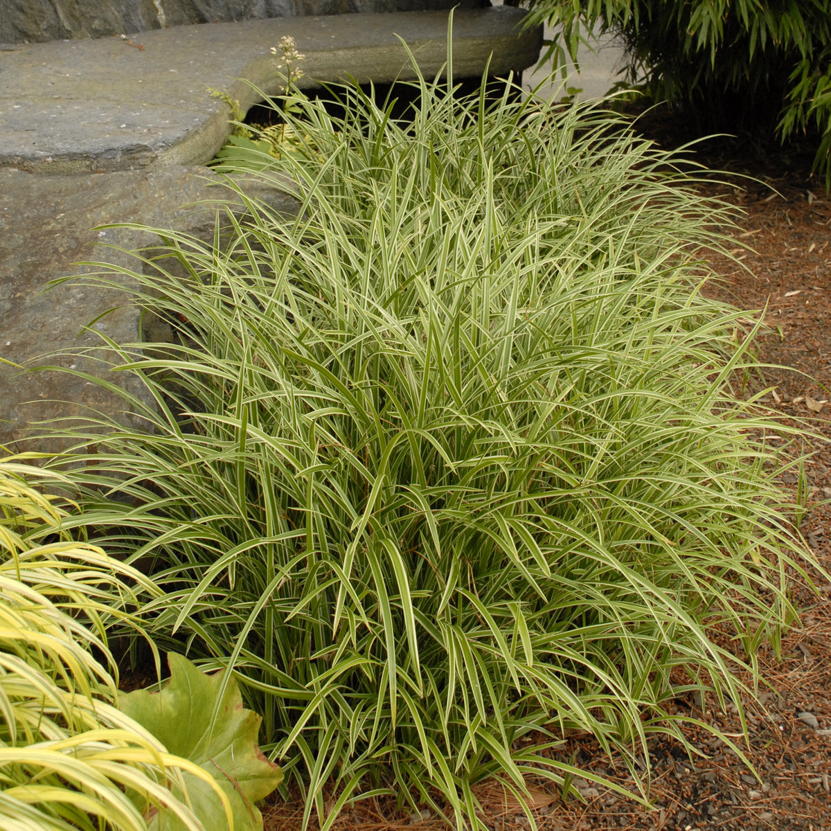 Sedge, Mounding Japanese 'Ice Dance' (Carex)