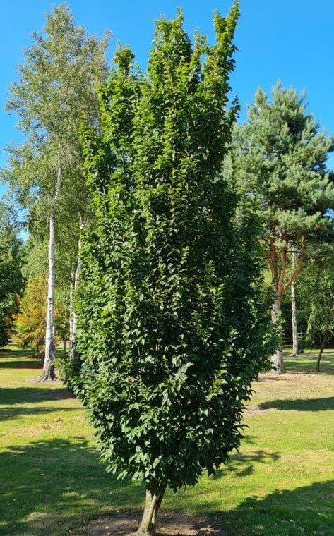 Hornbeam, European Pyramidal 'Lucas' (Carpinus)