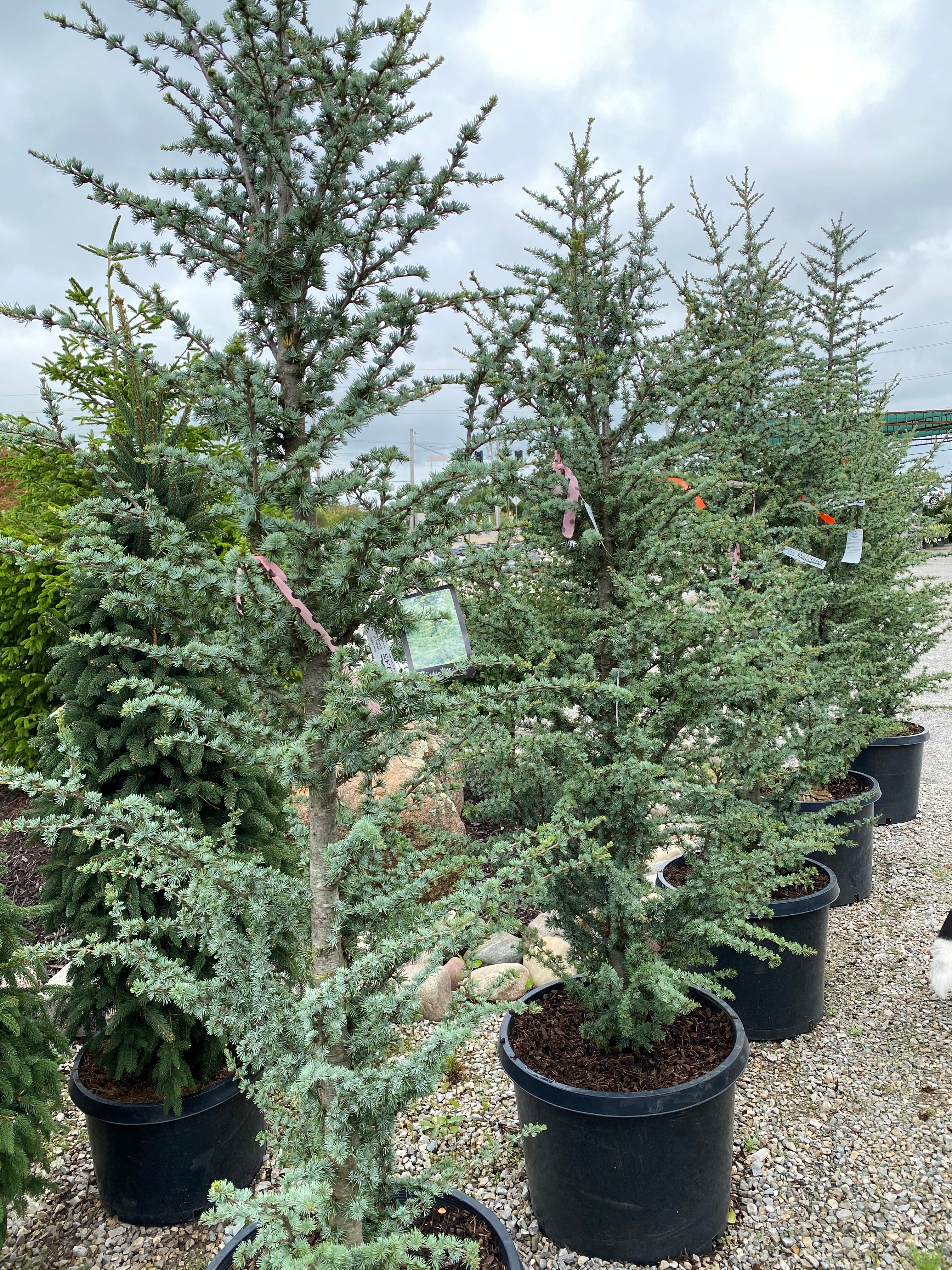Cedar, Blue Atlas Columnar 'Fastigiata' (Cedrus) – Passiglia