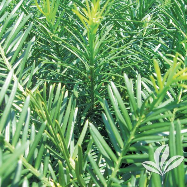 Plum-Yew, Japanese Spreader 'Duke's Garden' (Cephalotaxus)