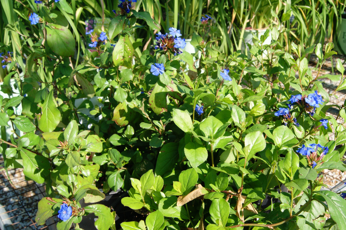 Leadwort (Ceratostigma)