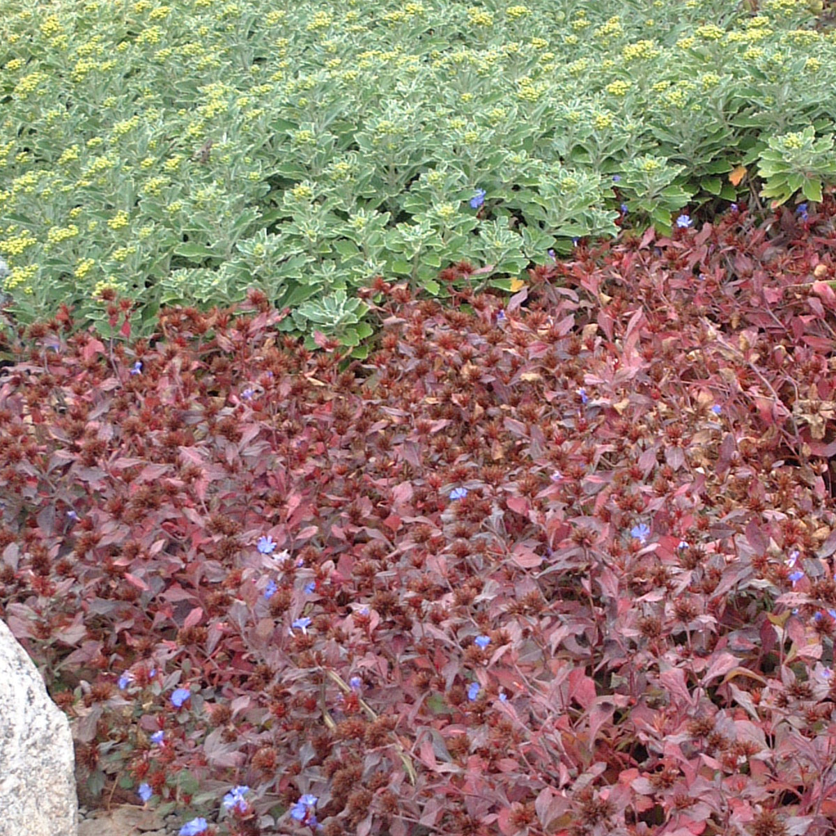 Leadwort (Ceratostigma)