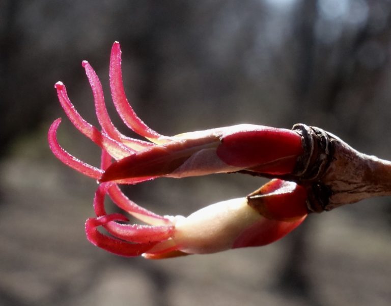 Katsura Tree (Cercidiphyllum)