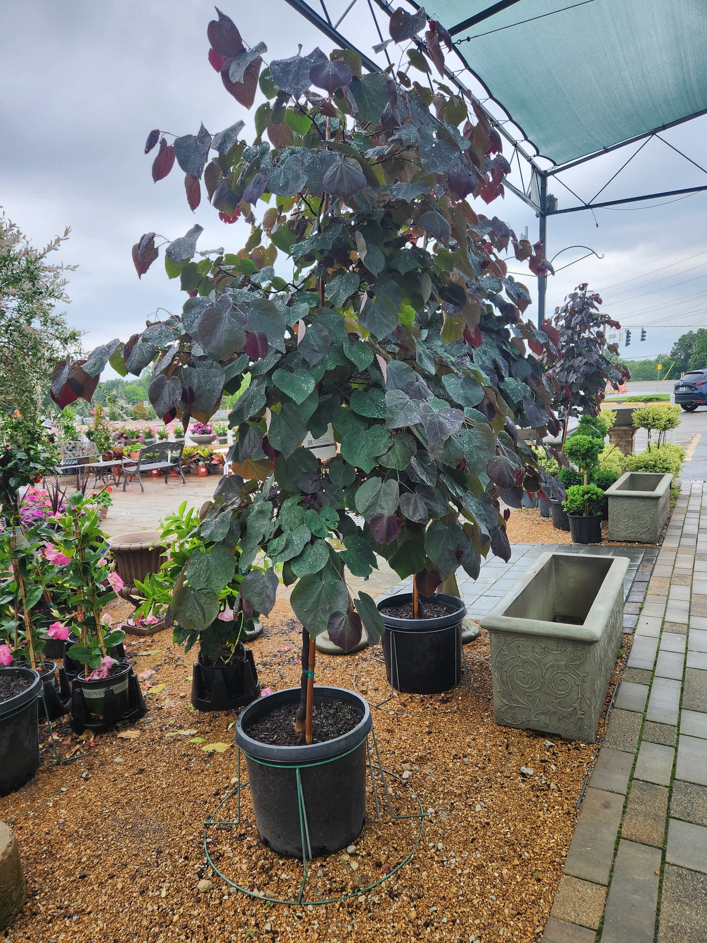 Redbud, Eastern 'Black Pearl' (Cercis)