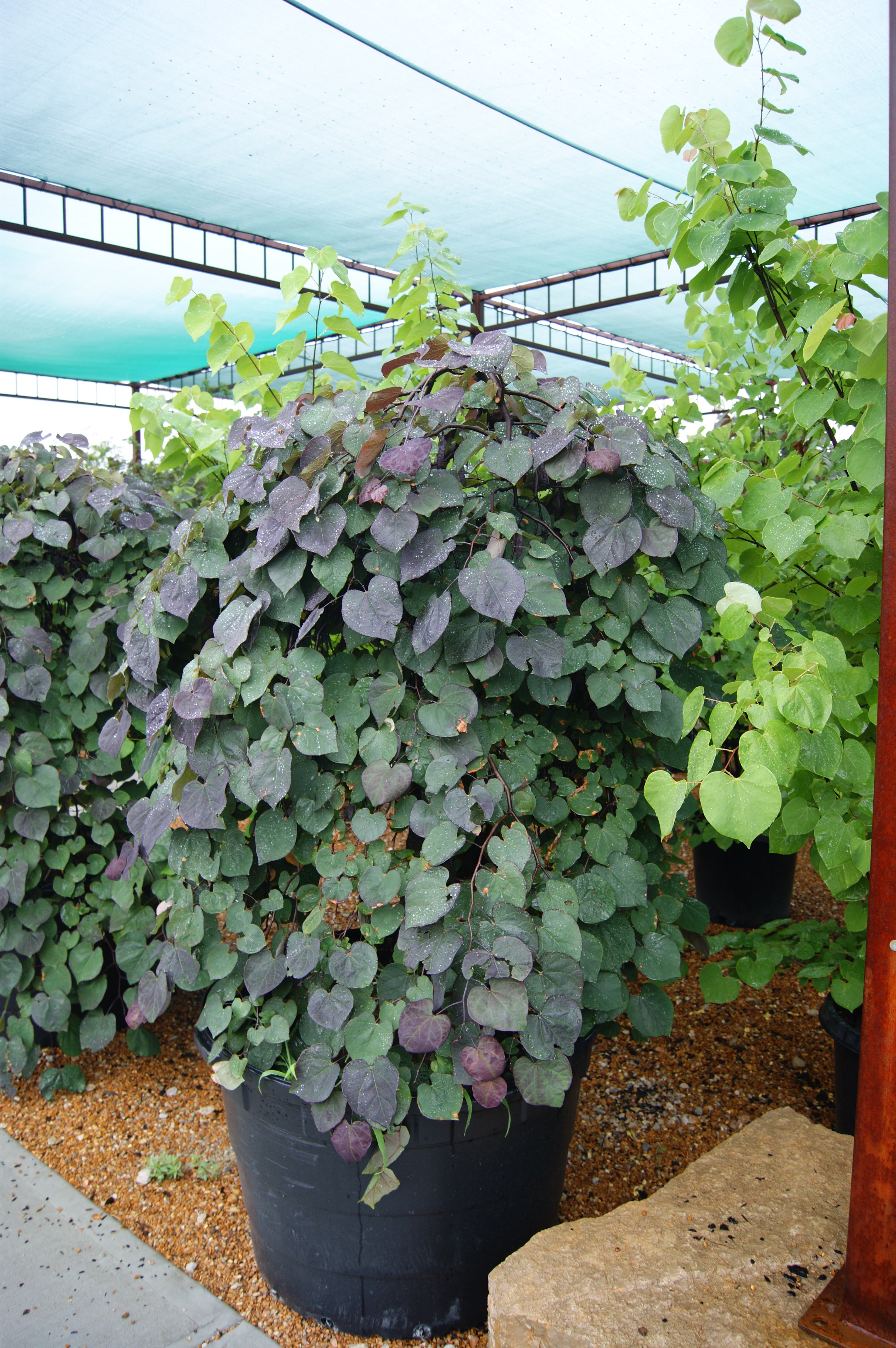 Cercis-RubyFalls_495cfe60-d592