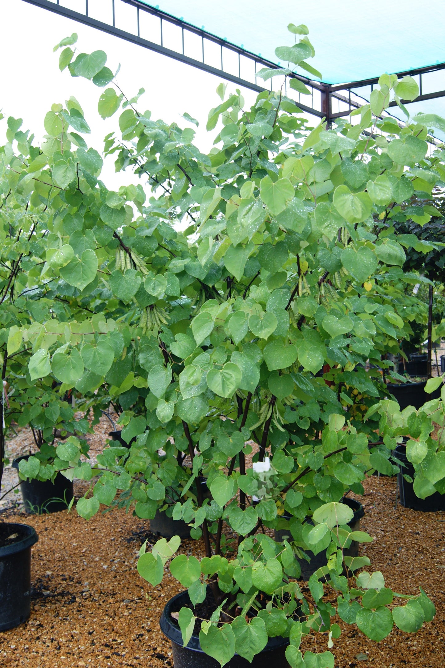 Redbud, Eastern (Cercis) Multi-Trunk
