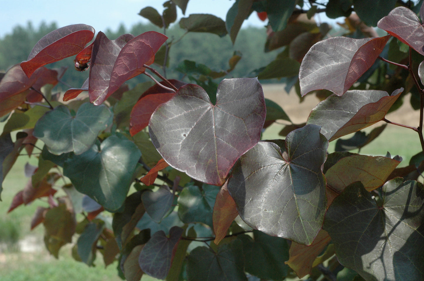 Redbud, Hybrid 'Merlot' (Cercis) Multi-Trunk