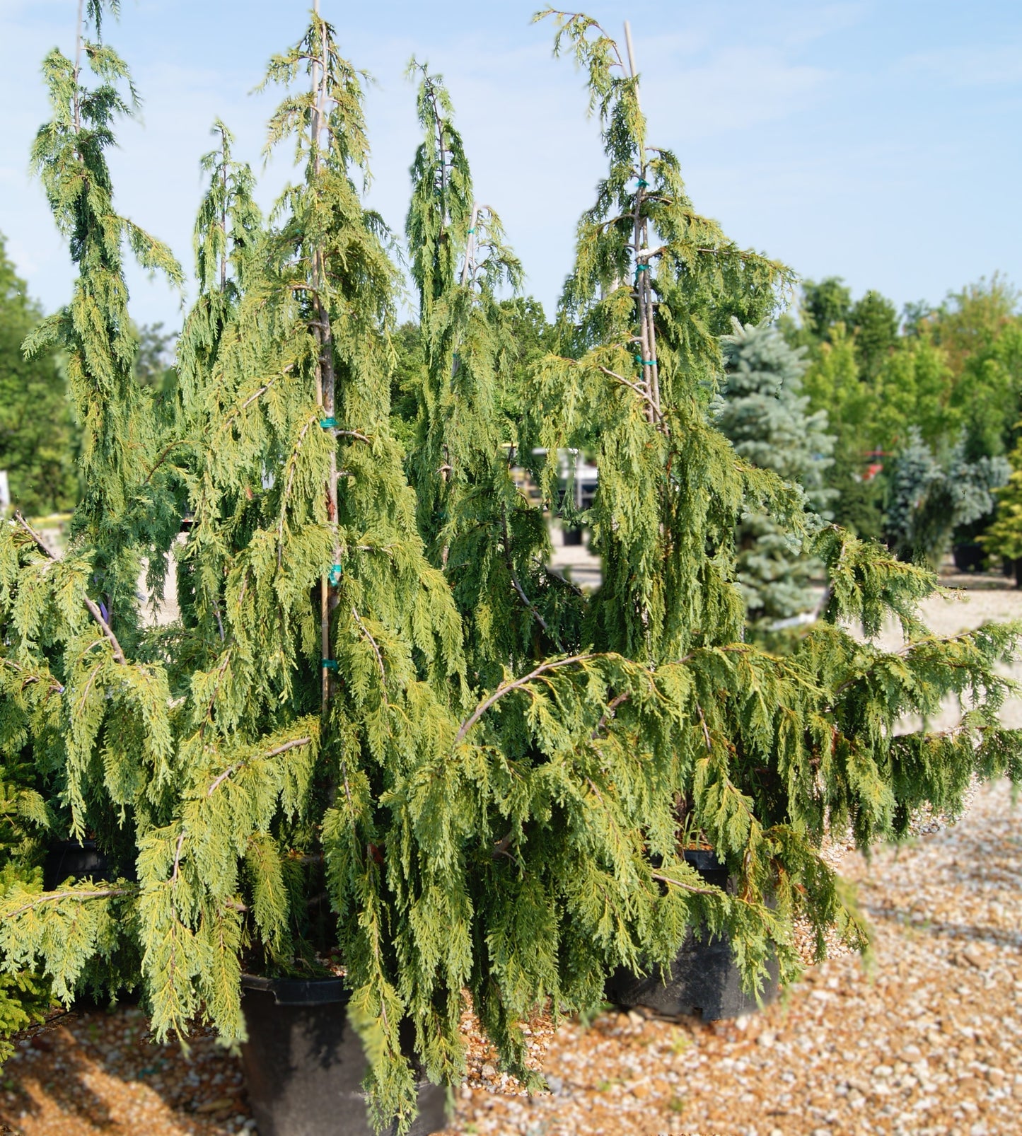 Cedar, Weeping Alaskan 'Glauca Pendula' (Chamaecyparis)