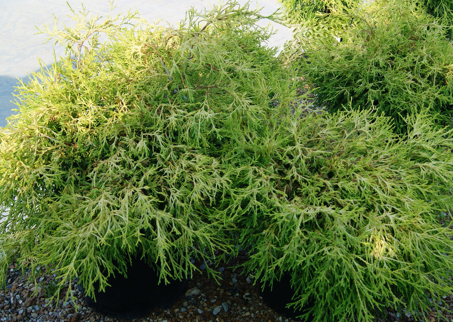 Falsecypress, Threadbranch 'Gold Mop' (Chamaecyparis) 1-Tier