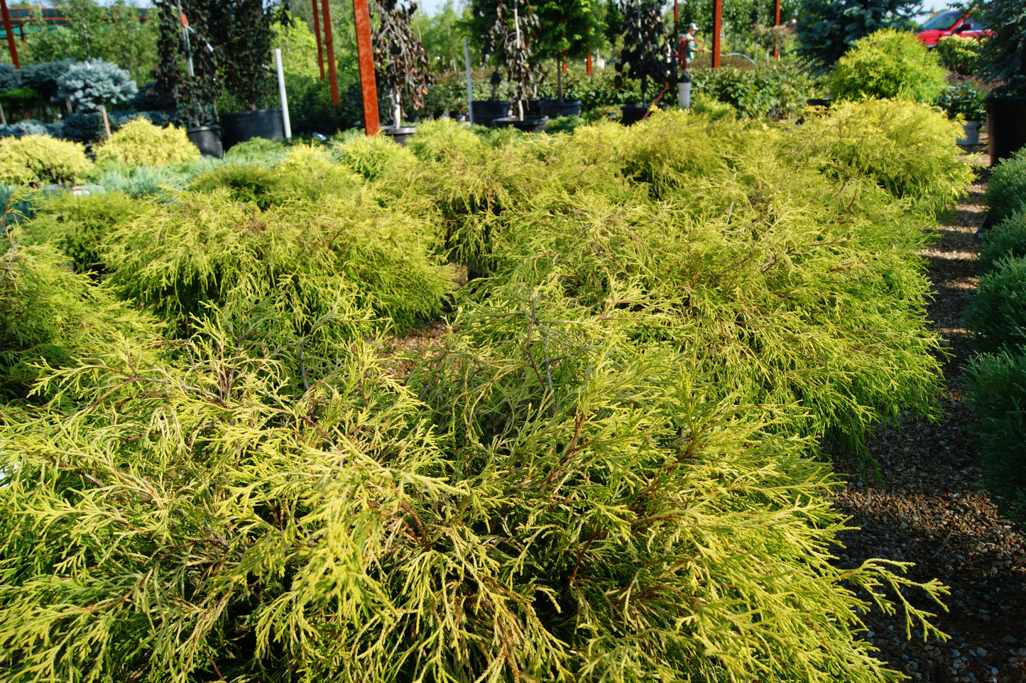 Falsecypress, Threadbranch 'Golden Charm' (Chamaecyparis)