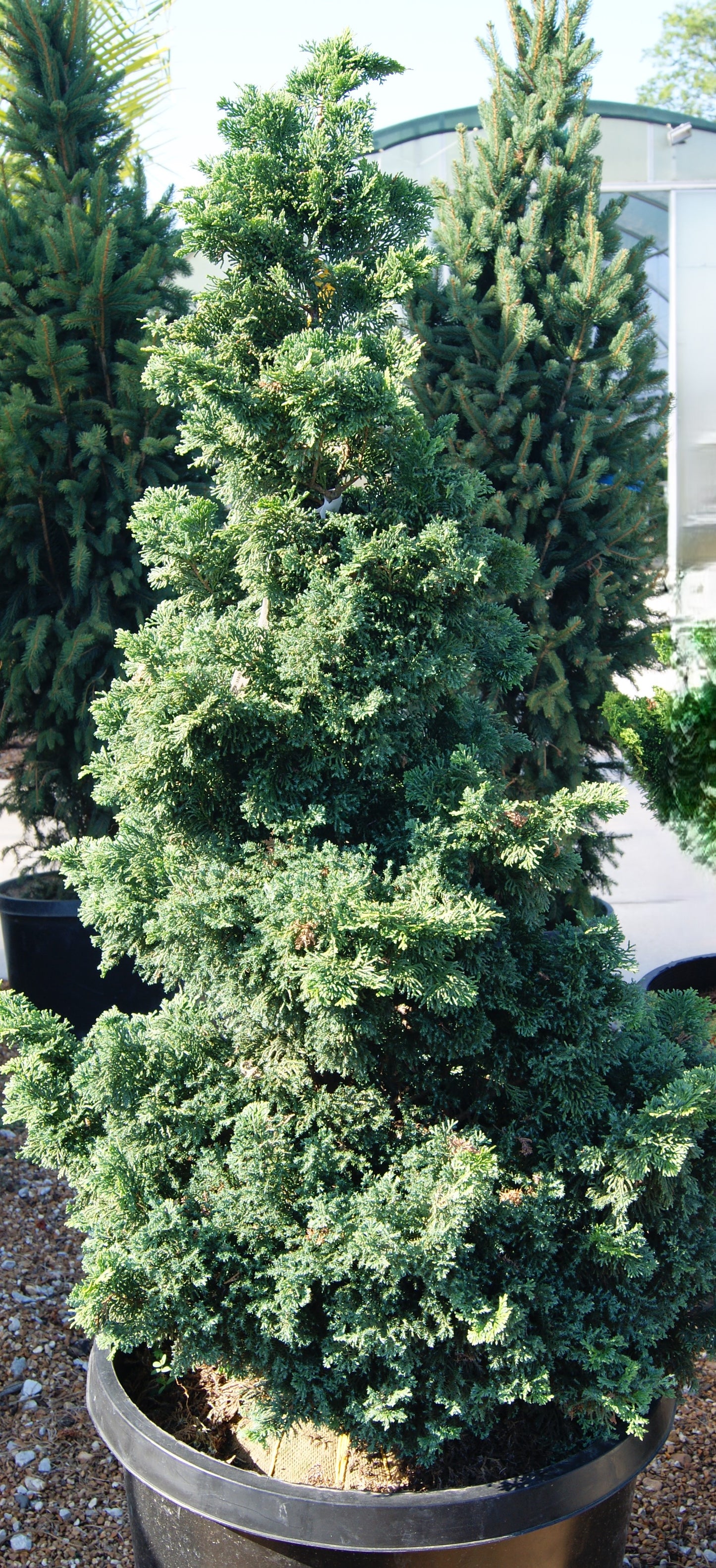 Falsecypress, Hinoki 'Split Rock' (Chamaecyparis)