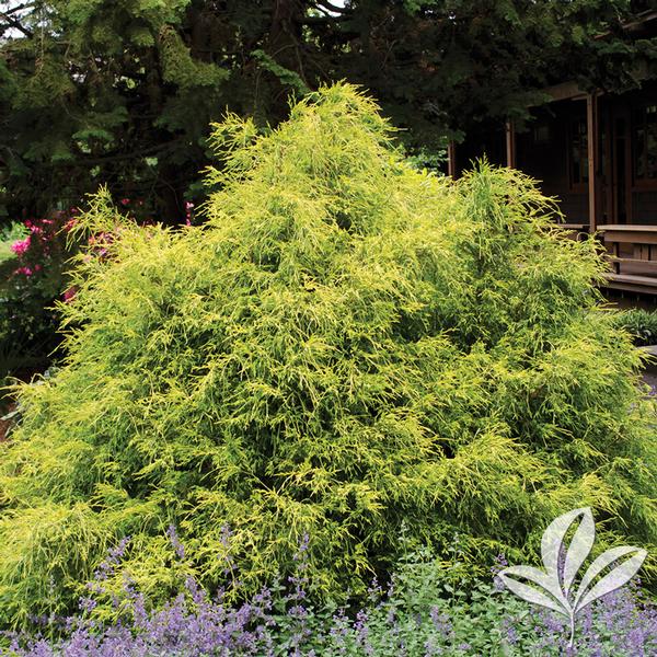 Falsecypress, Threadbranch 'Gold Mop' (Chamaecyparis) 1-Tier