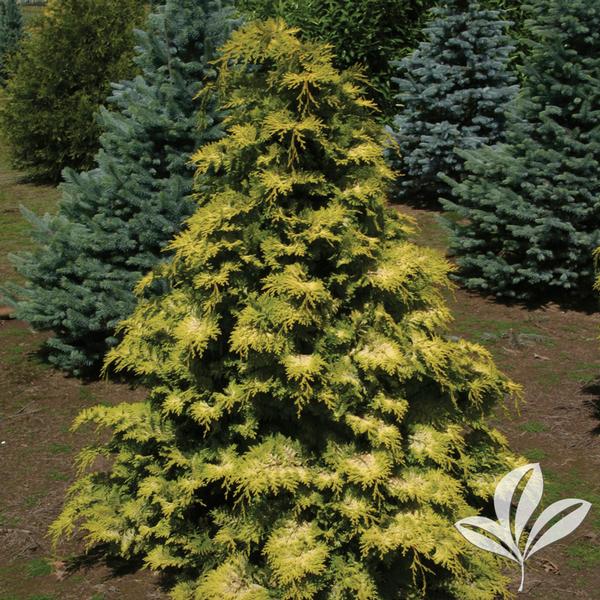 Falsecypress, Hinoki Compact 'Crippsii' (Chamaecyparis)