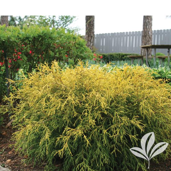 Falsecypress, Threadbranch 'King's Gold' (Chamaecyparis)
