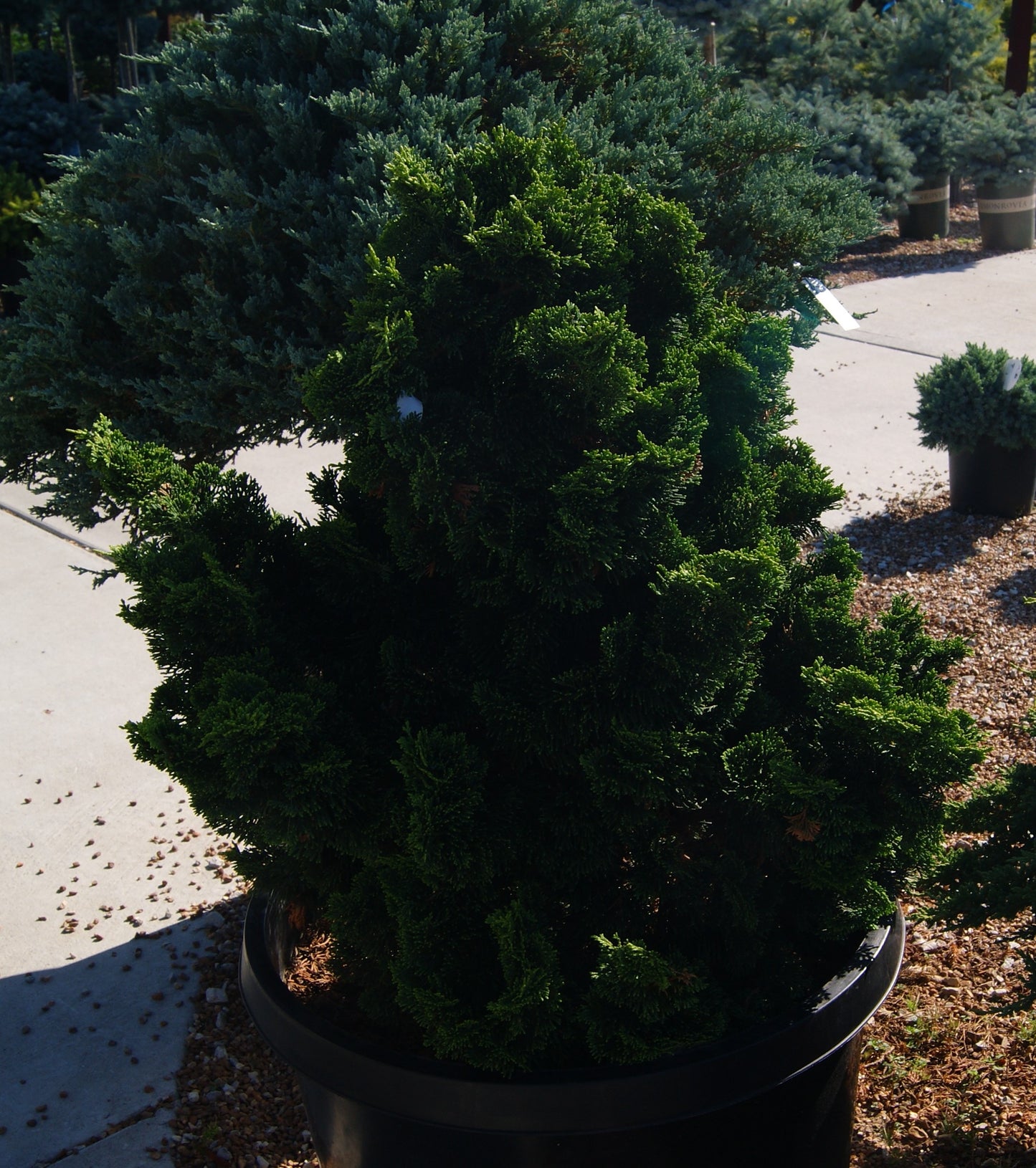 Falsecypress, Hinoki Compact 'Nana Gracilis' (Chamaecyparis) 1-Tier