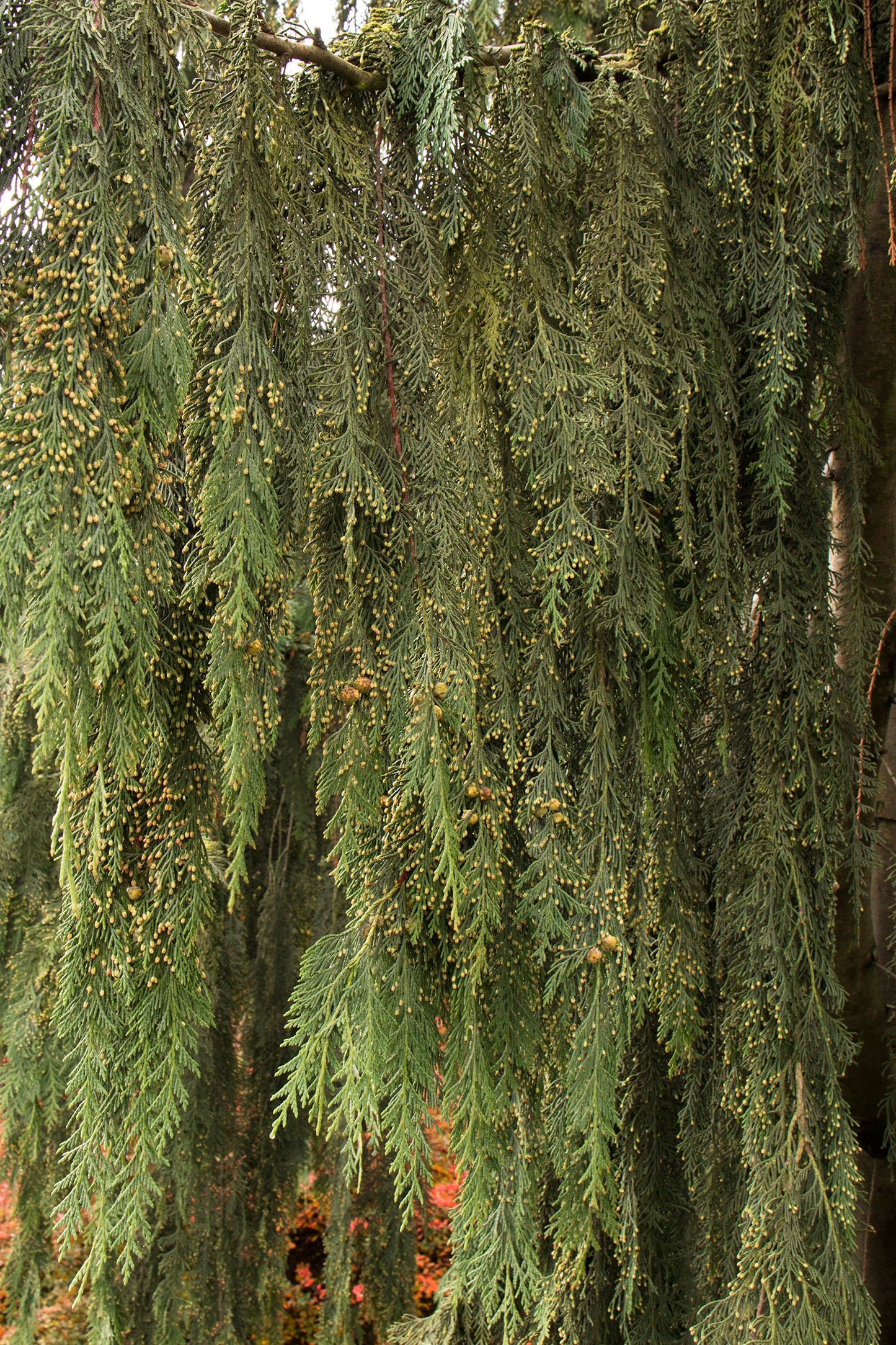 Cedar, Alaskan Weeping 'Pendula' (Chamaecyparis)