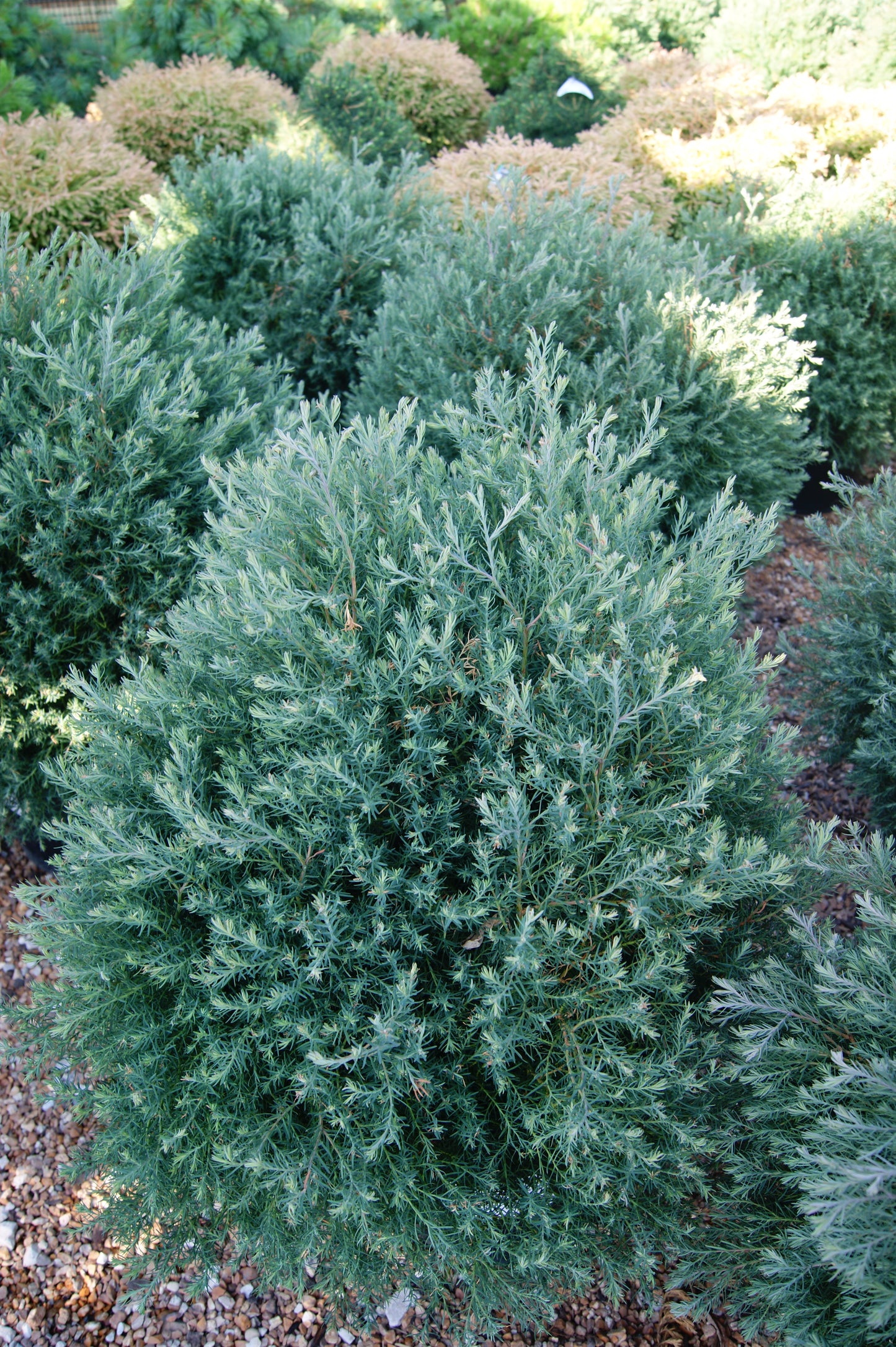 Cypress, White / Atlantic Cedar / Swamp Cedar 'Heatherbun' (Chamaecyparis)