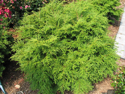 Falsecypress, Sawara 'Squarrosa Minima' (Chamaecyparis)