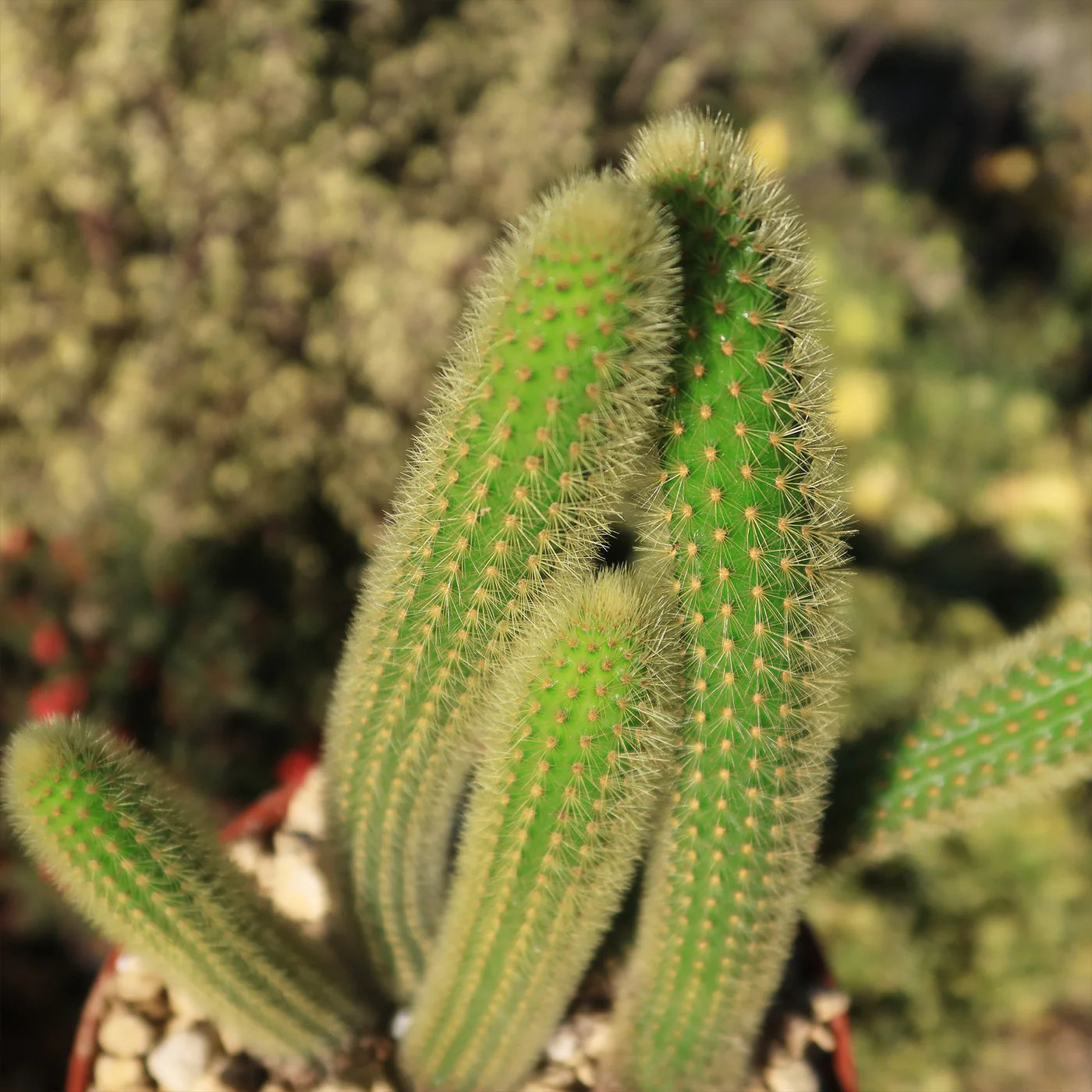 Golden Monkey Tail (Cleistocactus)