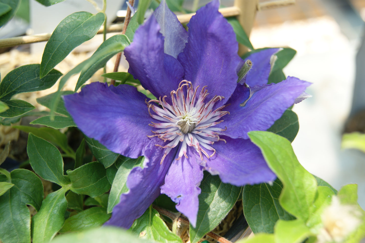 Vine, Clematis Miniature Trailing 'Bijou' (Clematis)