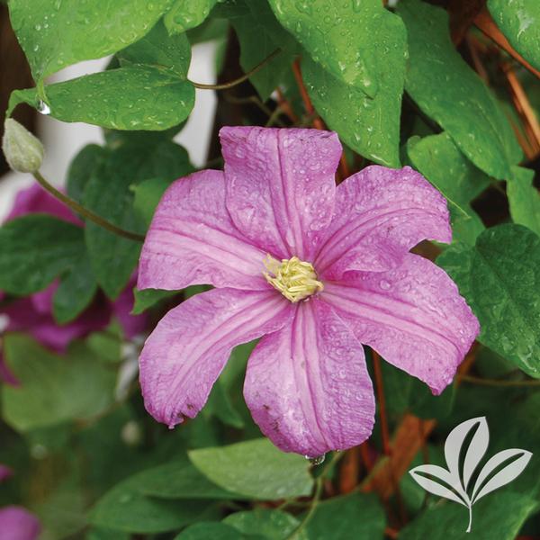 Vine, Clematis 'Comtessa de Bouchaud' (Clematis)