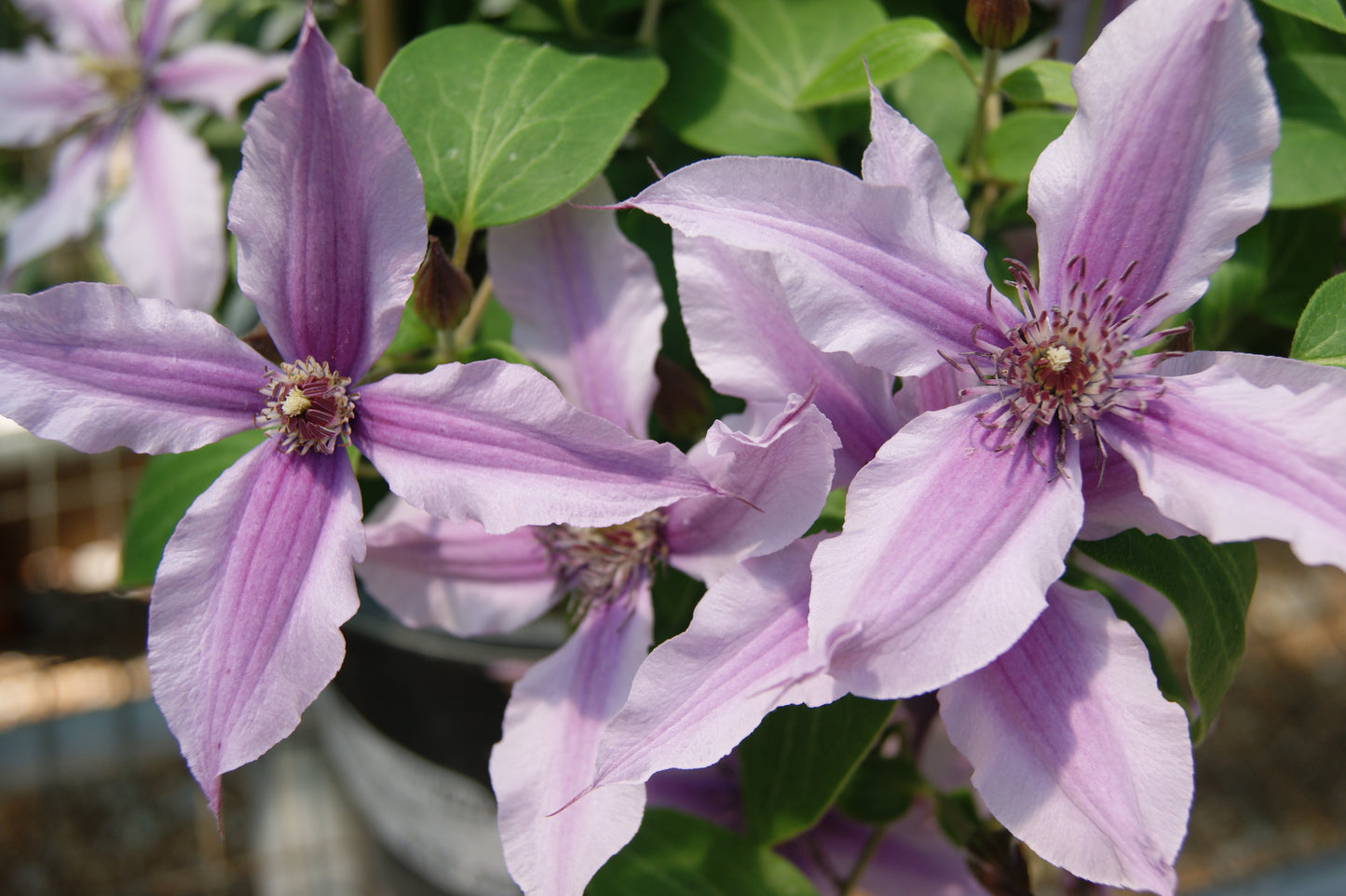 Vine, Clematis 'Double Rose' (Clematis)