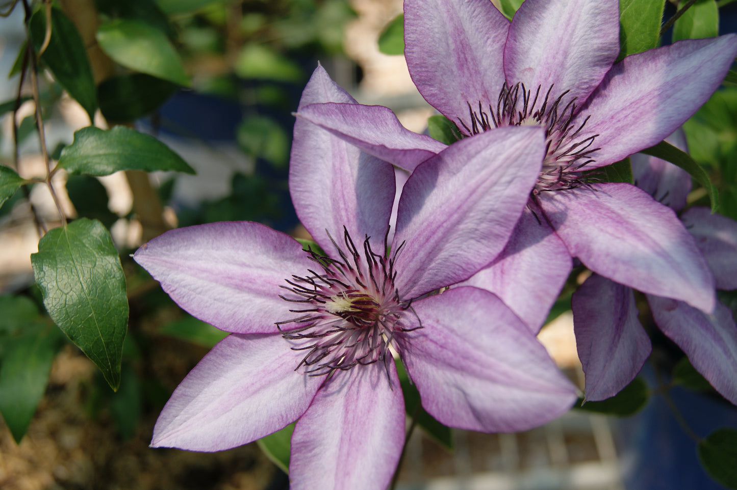 Vine, Clematis Miniature Trailing 'Elodi' (Clematis)