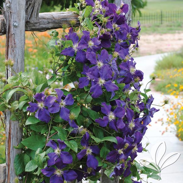 Vine, Clematis 'Jackmanii' (Clematis)