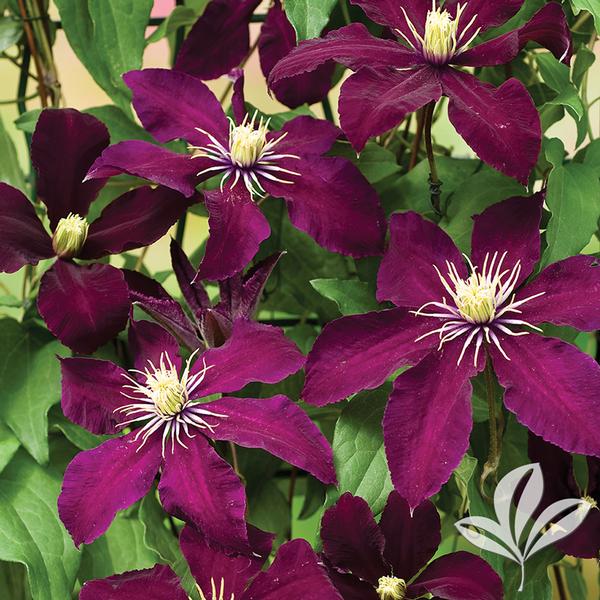 Vine, Clematis 'Niobe' (Clematis)