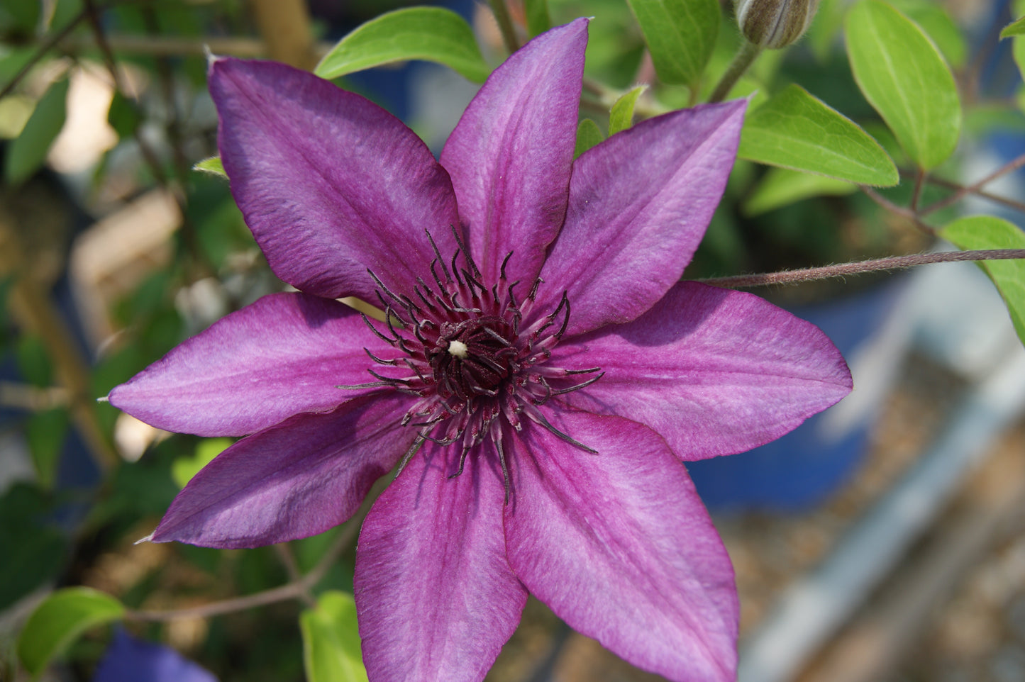 Vine, Clematis Boulevard Compact Patio 'Picardy' (Clematis)