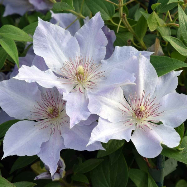 Vine, Clematis Boulevard Compact Patio 'Tranquilite' (Clematis)