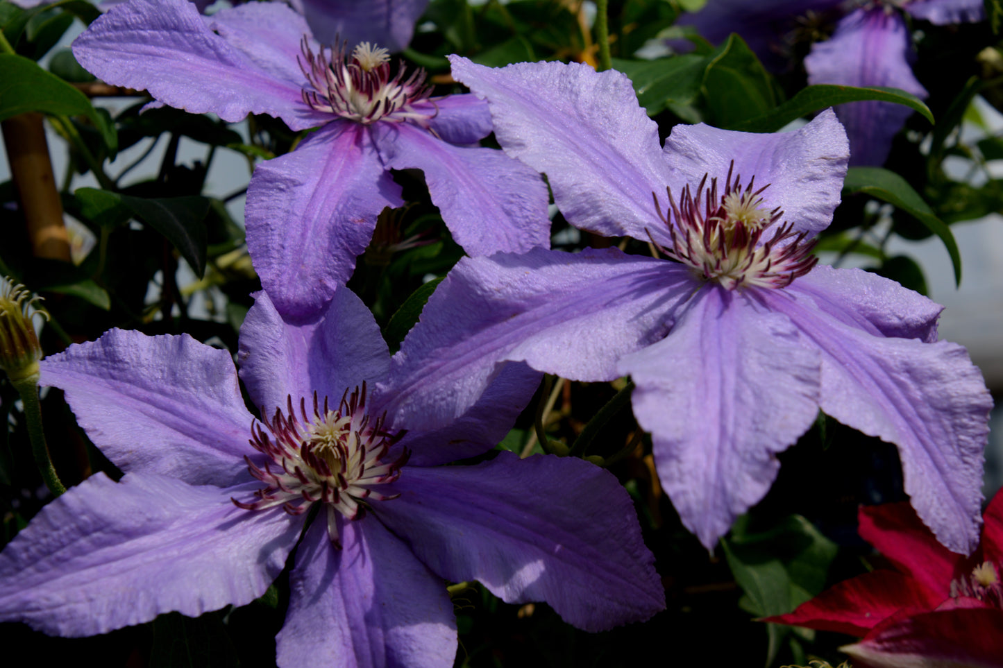 Vine, Clematis Boulevard Compact Patio 'Tumiani' (Clematis)