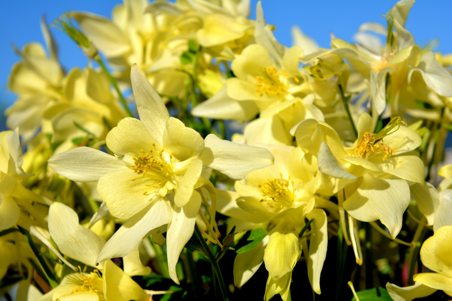 Columbine, Hybrid 'Earlybird Yellow' (Aquilegia)